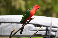 King Parrot