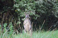 Eastern Grey Kangaroo op visite op de campsite, blijft leuk!