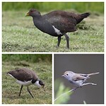 Tasmanian Nativehen, Jonge Masked Lapwing en Tasmanian Thornbill