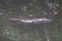 Vogelbekdier