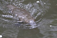 Vogelbekdier