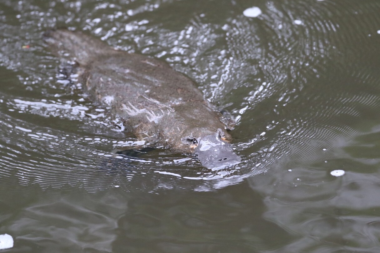 Vogelbekdier