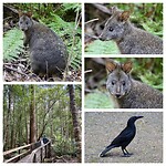 Pademelon en Black Currawong