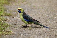 Green Rosella