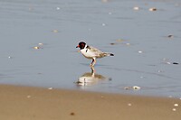Hooded Plover