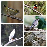 Forty-spotted Pardalote, Scarlet Robin, Grey Goshawk en Tasmanian Scrubwren