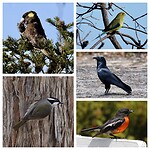 Nog meer mooie vogels op Bruny Island...