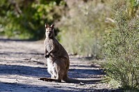 Bennett wallaby