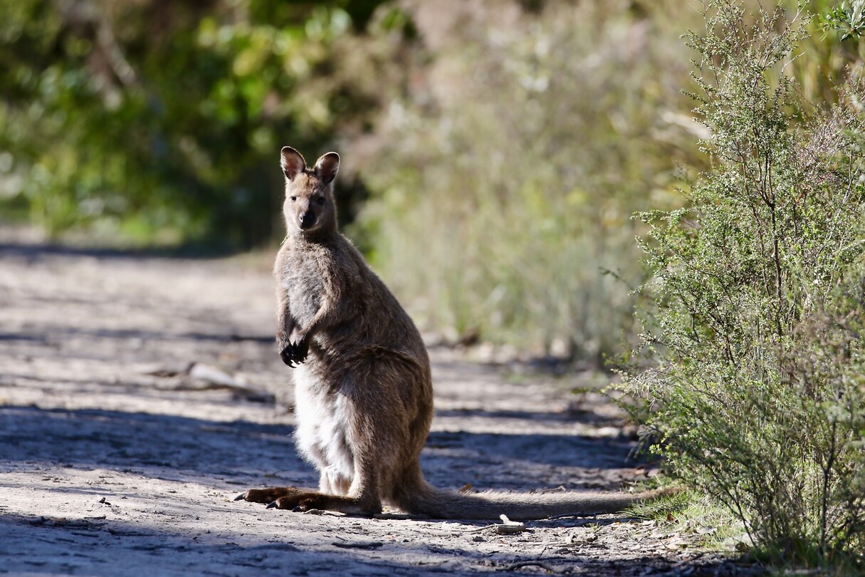 Bennett wallaby