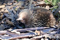 Short-beaked Echidna (ondersoort Tasmanië)