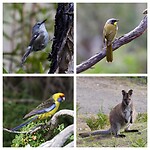 Scrubtit, Yellow-throated Honeyeater, Green Rosella, Bennett's Wallaby