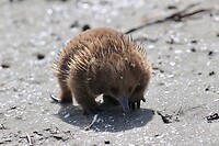 Short-beaked Echidna