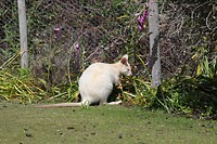 Witte Bennett's Wallaby