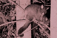Brush-tailed Possum