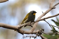 Yellow-throated Honeyeater