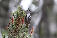 Crescent Honeyeater