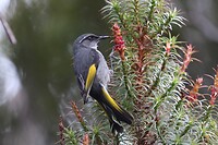 Crescent Honeyeater