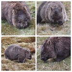 Bare-nosed Wombats