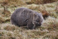 Bare-nosed Wombat