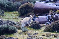 Een blonde Bennett's Wallaby