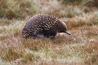 Short-beaked Echidna