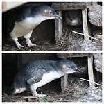 Little Penguins