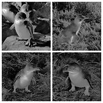 Little Penguins