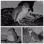 Pinguïns op de camping...