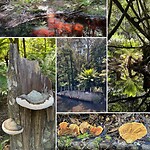 Wandeling door het regenwoud langs de Arthur River