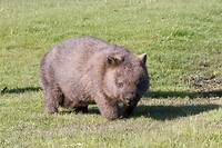 Bare-nosed Wombat