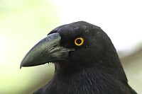 Black Currawong