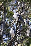 White-bellied Sea-Eagles