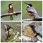 Eastern Spinebill, Macleay Swallowtail, Common Brown