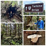 Tarkine Drive
