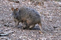 Pademelon met joey