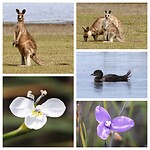 Forester Kangaroo, Musk Duck