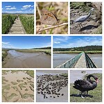 Tamar Wetlands