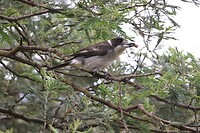 Grey Butcherbird