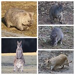 Bare-nosed wombat, pademelon, southern brown bandicoot, Forester kangaroo