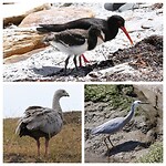 Pied Oystercatcher, Cape Barren Goose, White-faced Heron