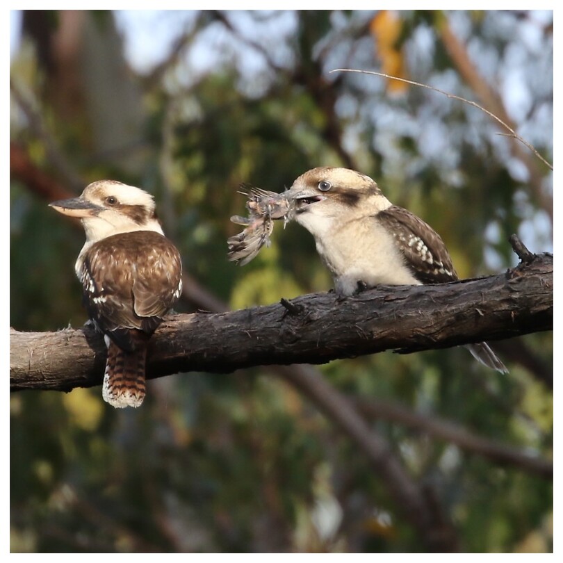 Kookaburra's met prooi