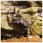 Krab bij de Painted Cliffs