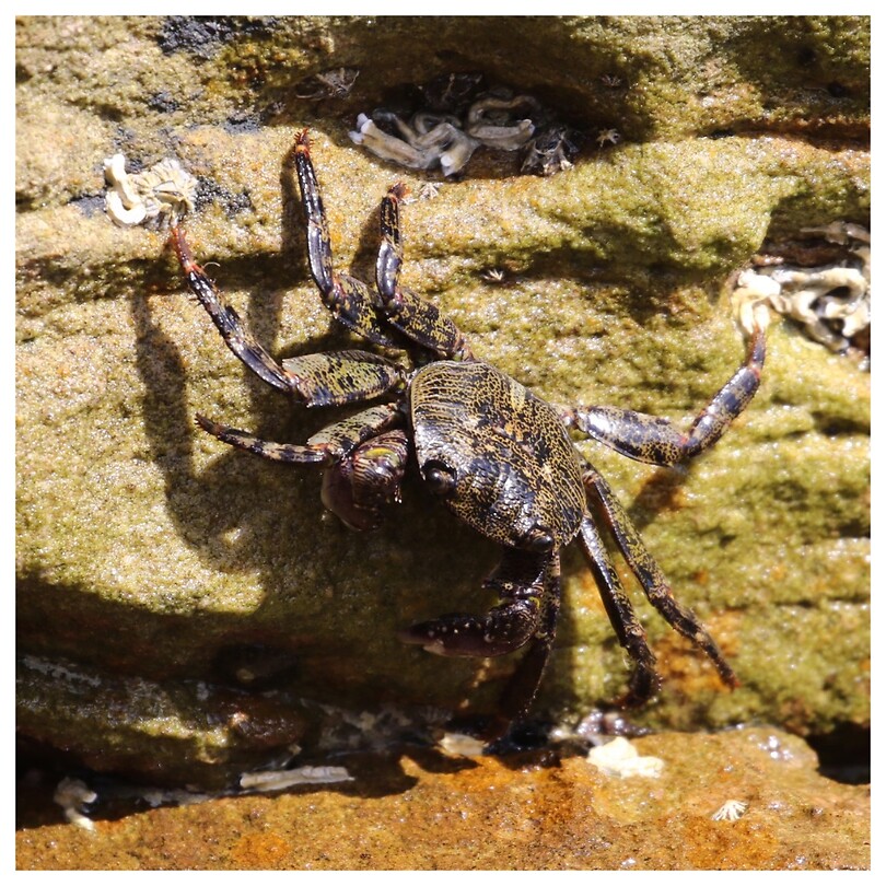 Krab bij de Painted Cliffs
