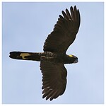 Yellow-tailed Cockatoo