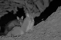 Brush-tailed Possums