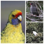 Green Rosella, Beautiful Firetail, Grote Zilverreiger