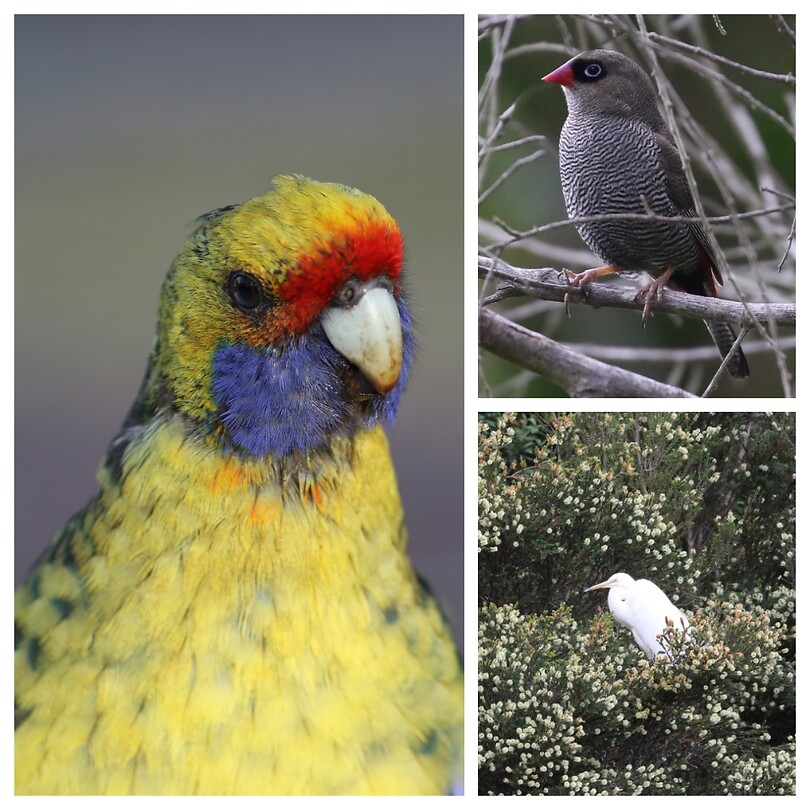 Green Rosella, Beautiful Firetail, Grote Zilverreiger