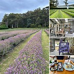 Port Arthur Lavender