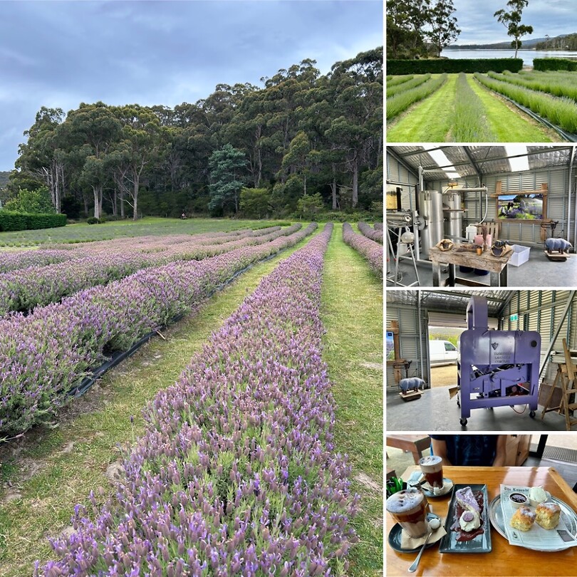 Port Arthur Lavender