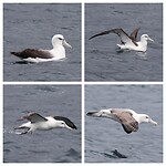 White-capped Albatross